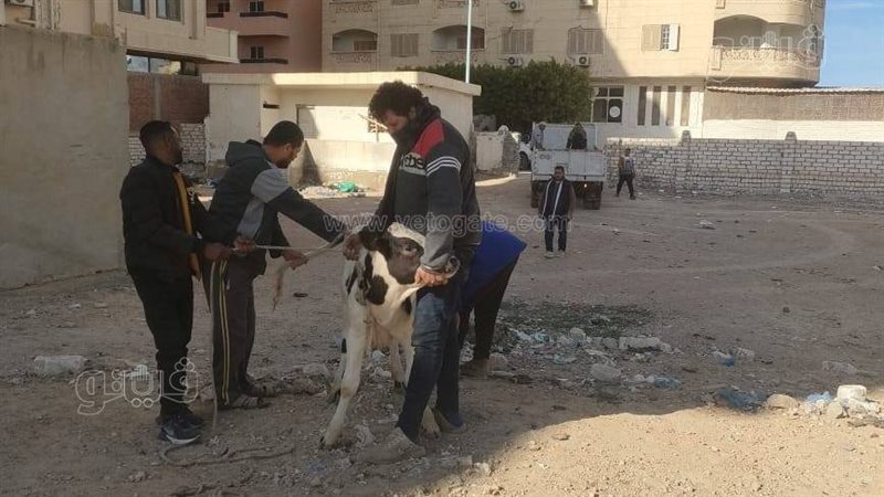 مرسى مطروح تشن حملة
