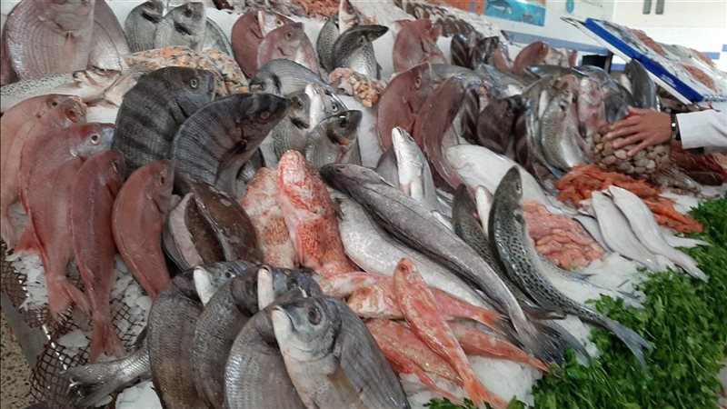 سعر السمك اليوم،