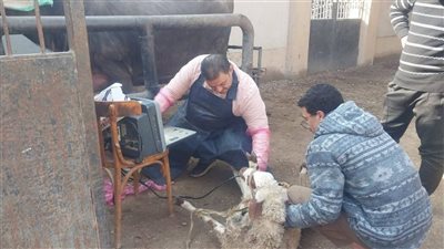 قافلة بيطرية بقرى مركز بنها لدعم المربين والحفاظ على الثروة الحيوانية