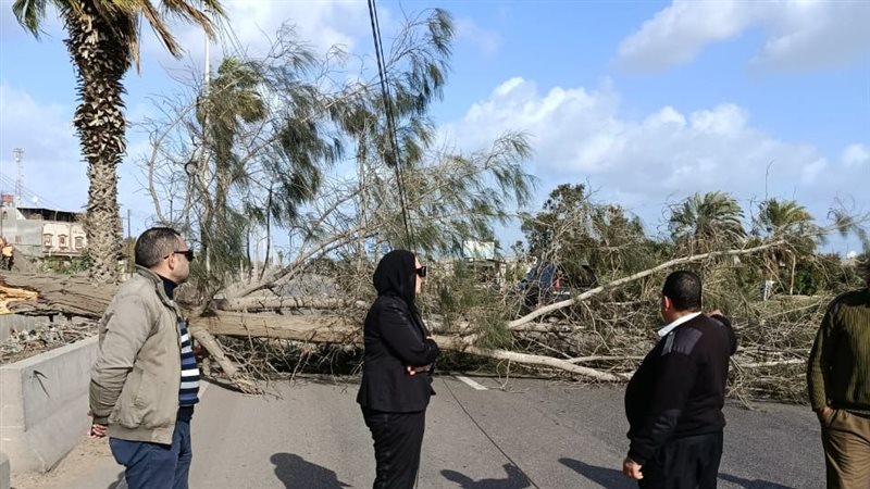 سقوط شجرة بسبب سور