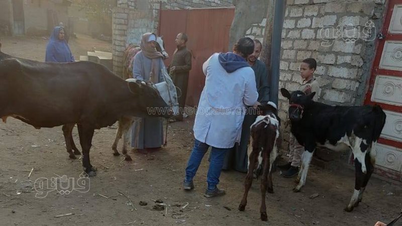 إحدى الحملات البيطرية