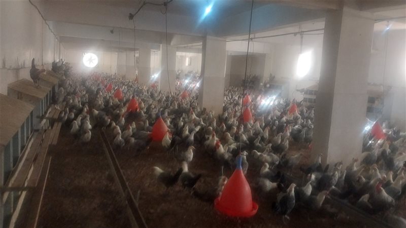 محطة إكثار الدواجن