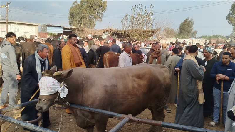 عجل يزن طنا وسعره