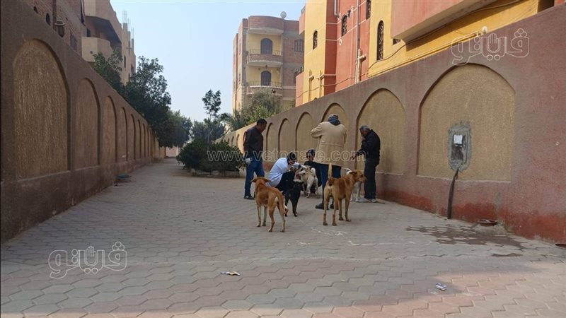 الطب البيطري ببني