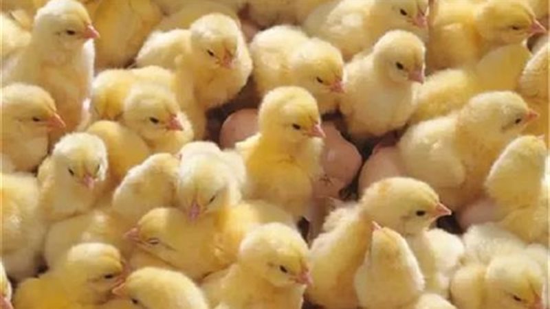 أسعار الكتكوت اليوم،