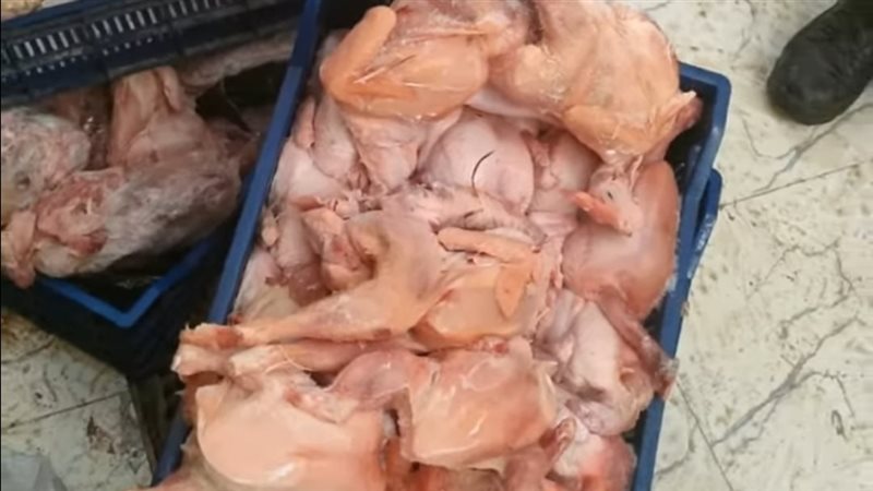 دواجن فاسدة