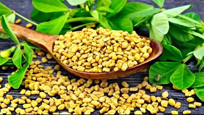 فوائد الحلبة 