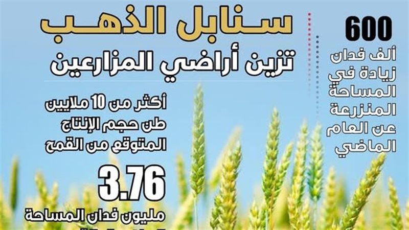 محصول القمح