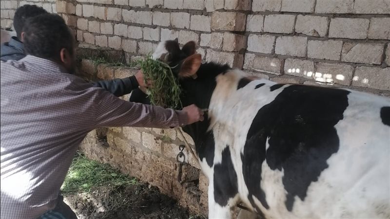 حملة تحصين الماشية