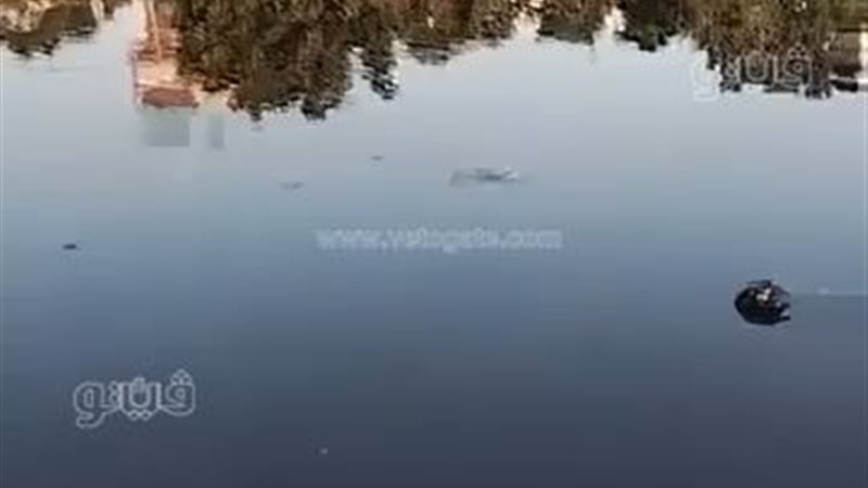 حقيقة ظهور تمساح