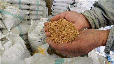 خبير حبوب دولي يكشف أفضل طريقة لحصول الحكومة على القمح المستورد بأقل الأسعار