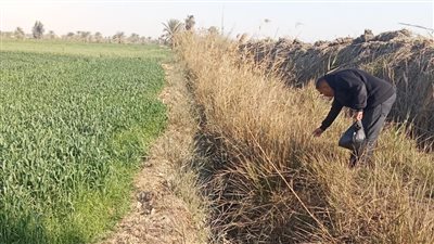 زراعة الفيوم تطلق موجة جديدة من حملة مكافحة القوارض 