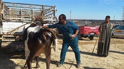حملات لمديرية الطب البيطري على الأسواق بأسوان (صور)