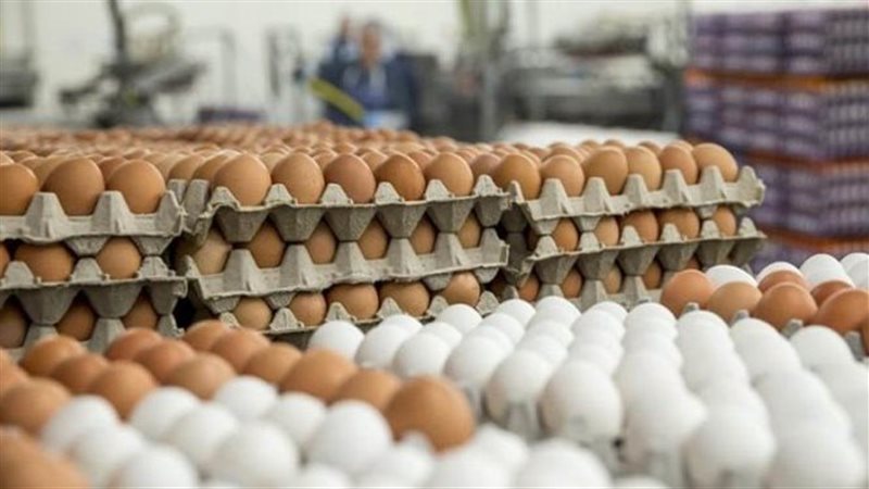 سعر كرتونة البيض