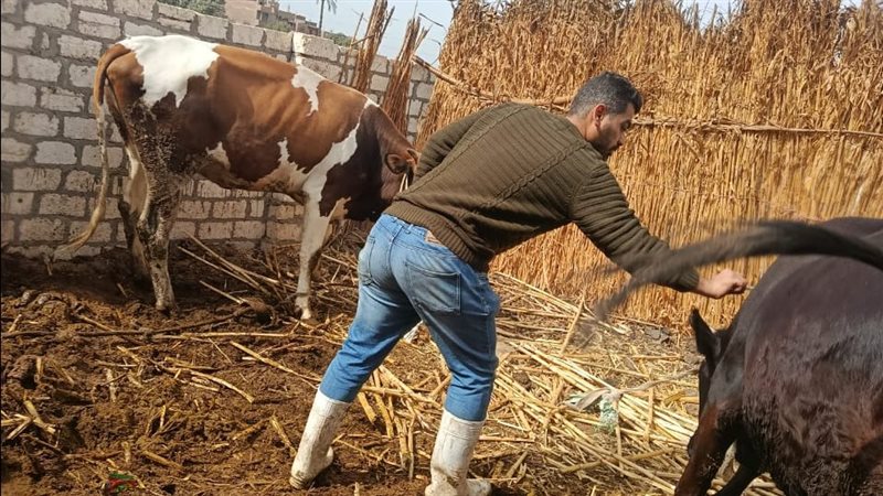 تحصين الماشية بأسيوط،فيتو