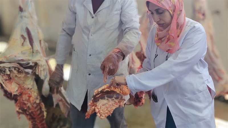 لحوم العجل المريض
