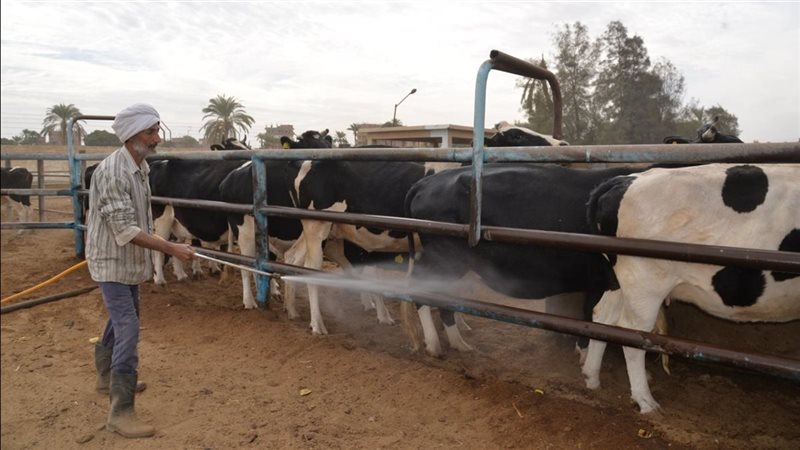 مزرعة الثروة الحيوانية