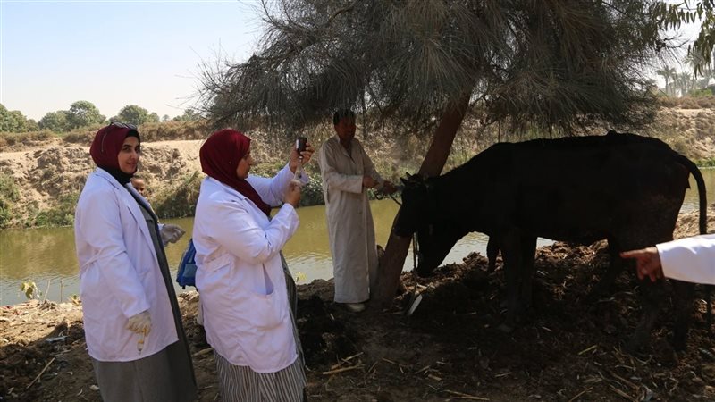 قافلة بيطرية، فيتو