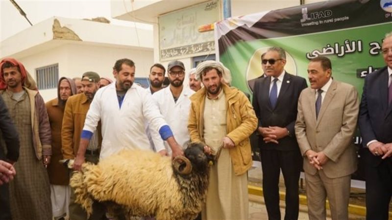 دعم مطروح بالكباش