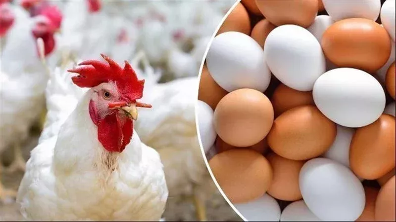 أسعار الدواجن والبيض