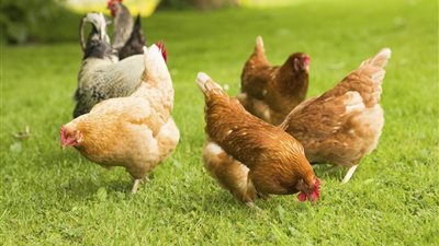 البلدي تواصل الانخفاض، سعر الفراخ اليوم السبت 21 فبراير 2026 (آخر تحديث)