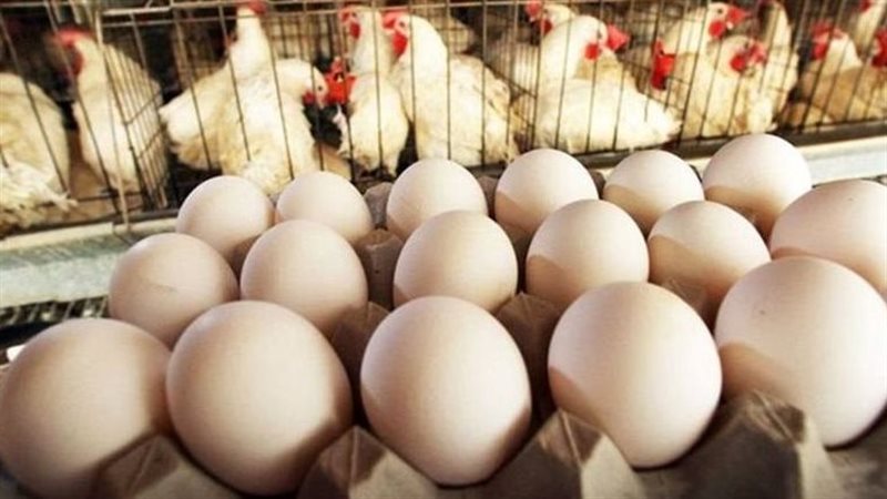 الدواجن وبيض المائدة،