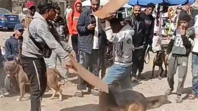 الأمن يفحص فيديو التعدي على الكلاب بسوق الجمعة في السيدة عائشة