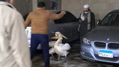 جهاز البيئة بالشرقية يصادر بجعتين من محل سمك شهير بالزقازيق خلال مرور مفاجئ
