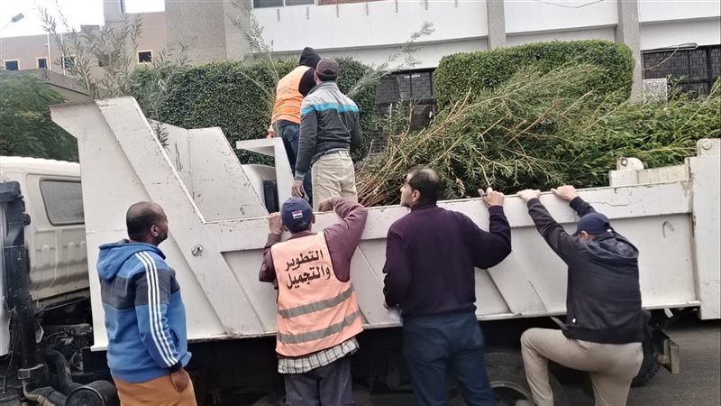 توزيع 6000 شجرة زينة