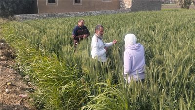 زراعة الفيوم: حقول الحملة القومية للنهوض بمحصول القمح تبشر بنتائج جيدة