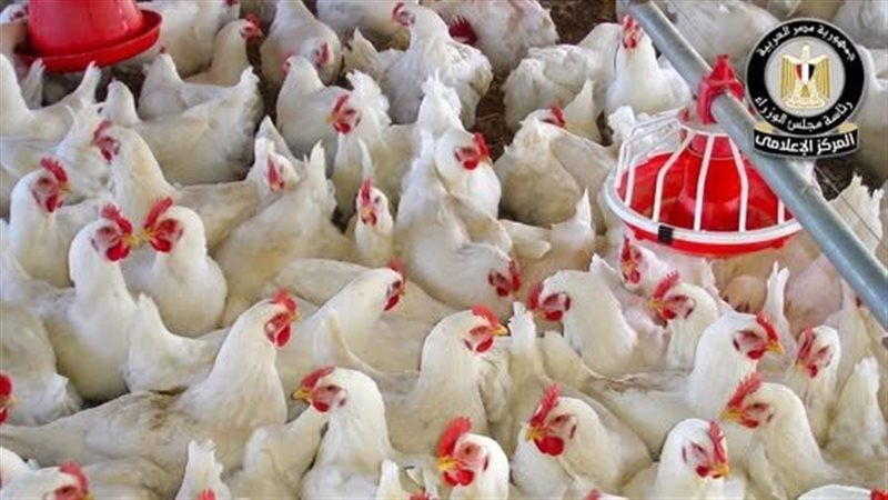 تحصين الطيور بطوخ،