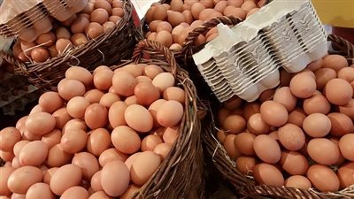 سعر كرتونة البيض اليوم الجمعة في بورصة الدواجن