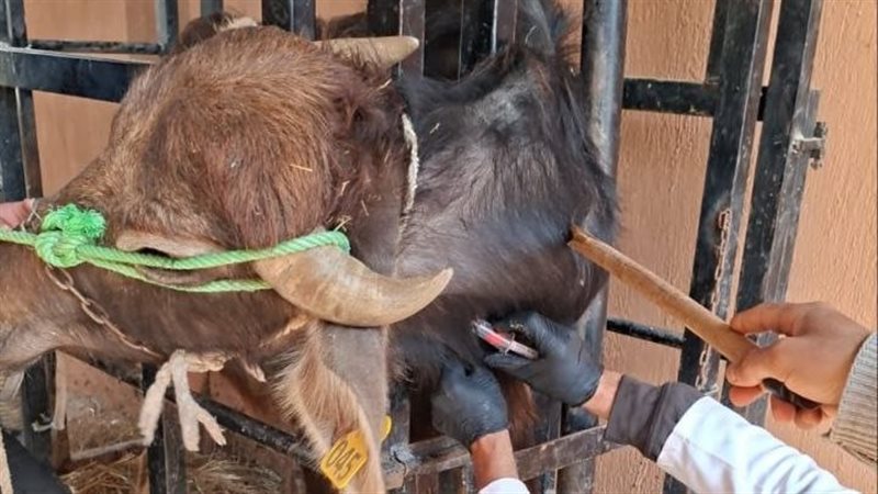 بيطري الشرقية فحص