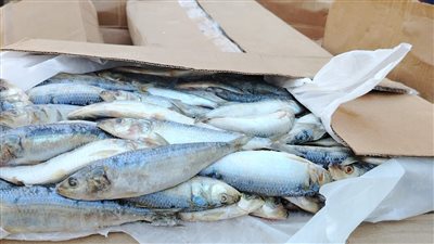 ضبط أسماك فاسدة في حملة تموينية قبل طرحها للبيع بأسواق الفيوم 