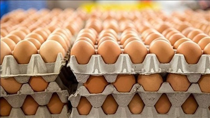 سعر كرتونة البيض