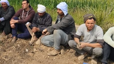 زراعة الفيوم تنظم ندوات إرشادية لتلافي آثار الطقس السيئ على المحاصيل 