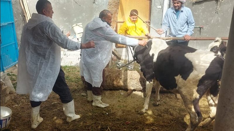 تحصين الماشية، فيتو