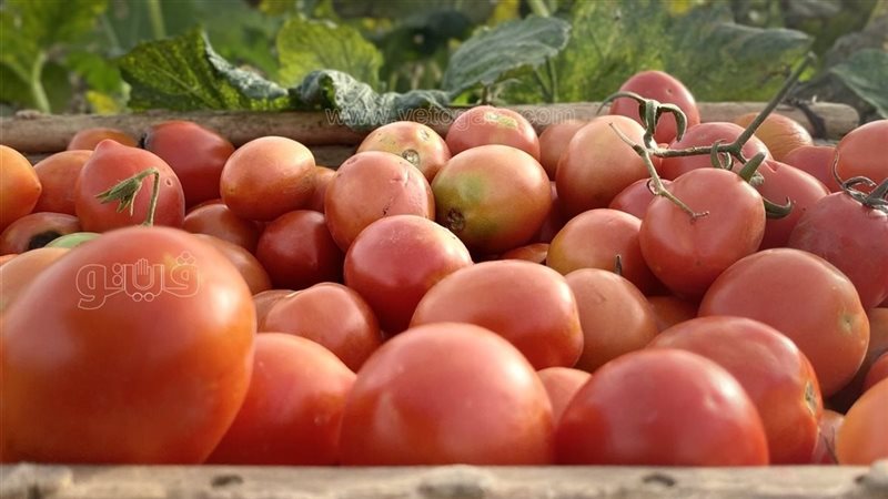 ارتفاع أسعار الطماطم