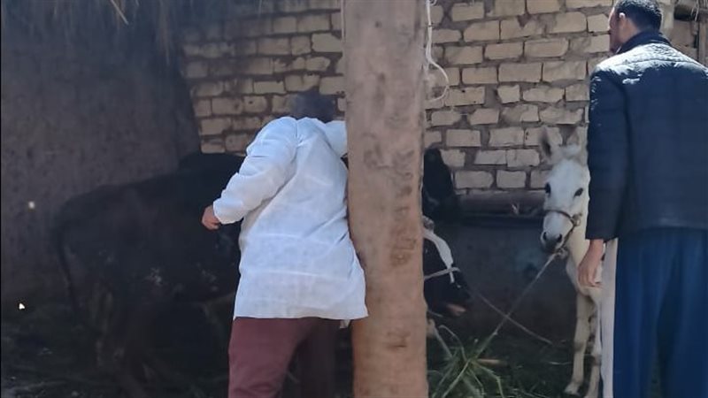 جانب من أعمال الحملة،فيتو