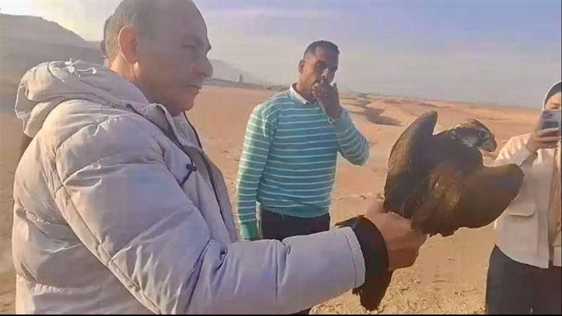 اطلاق الصقور