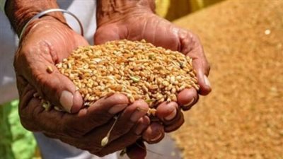 التموين تحدد أسعار توريد القمح للموسم الجديد 