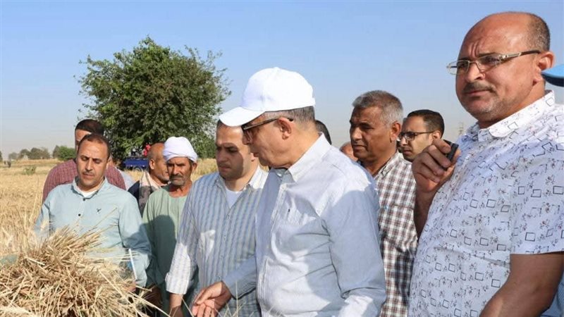  زراعة القمح بالمنيا،