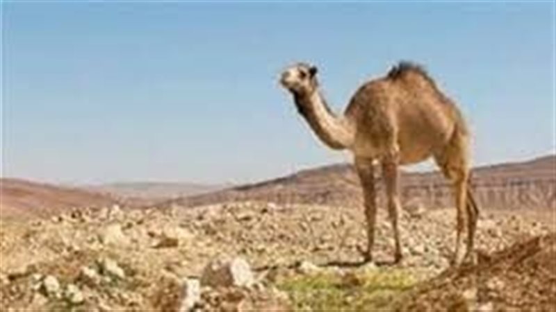 تفسير رؤية الجمل