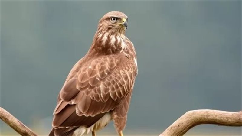 تفسير رؤية الحدأة