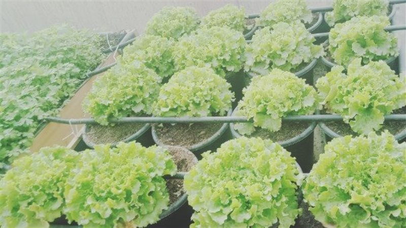 زراعة النباتات الطبية