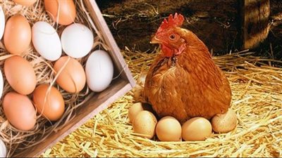 توقعات بارتفاع أسعار الدواجن وكرتونة البيض