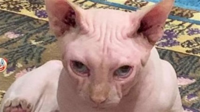 قط ياسمين عبد العزيز