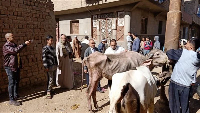 قافلة بيطرية باسيوط