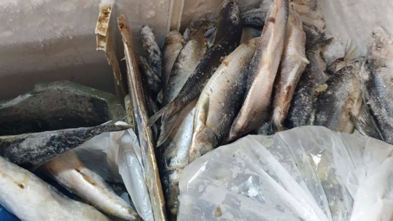 بيطري الشرقية يضبط