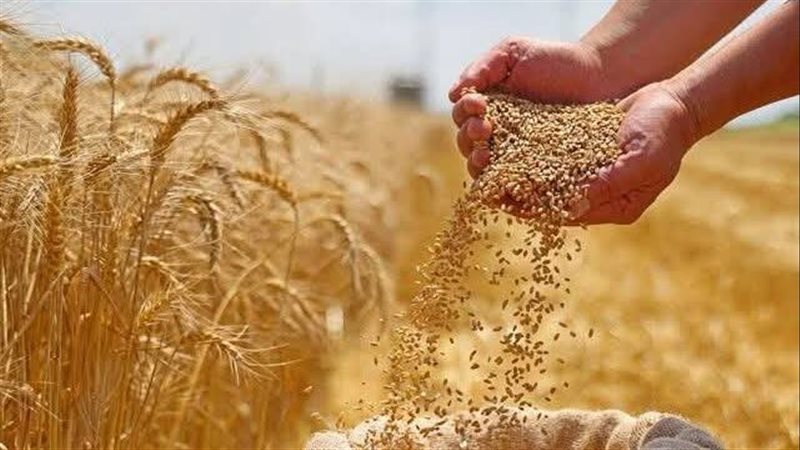 موسم القمح